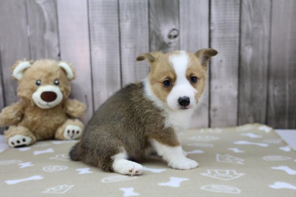 Pembroke Welsh Corgi Image #1