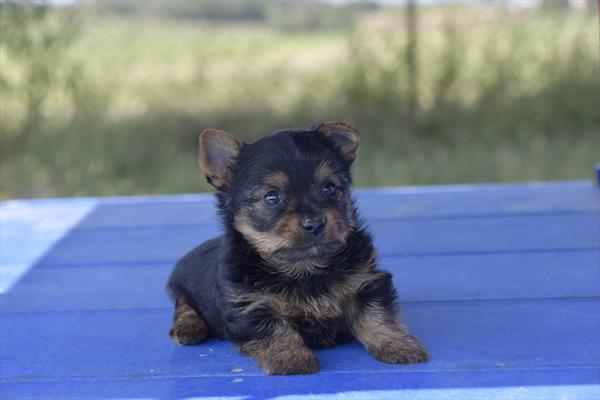 Yorkshire Terrier Image #1