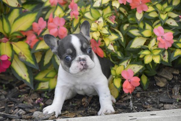 French Bulldog Image #1