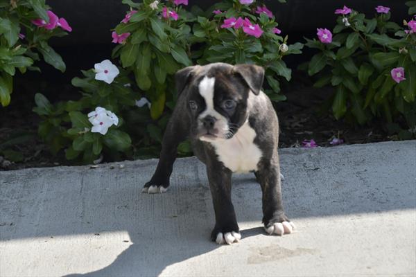 Boston English Bulldog Image #1