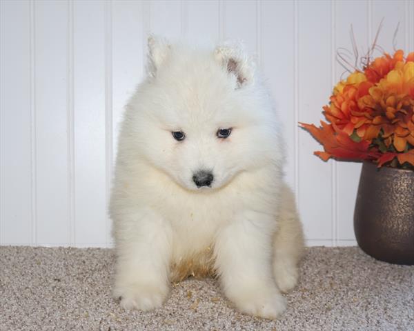 Samoyed Image #1