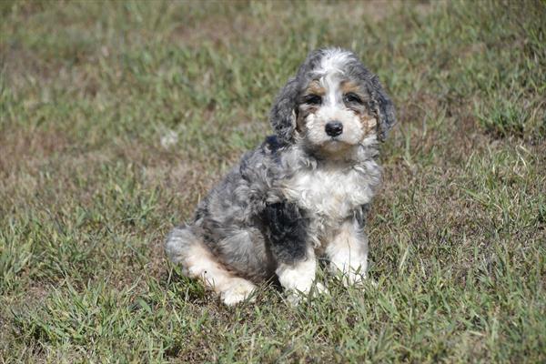 Bernadoodle Image #1