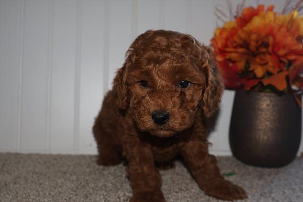 Mini Goldendoodle 2nd Gen Image #1