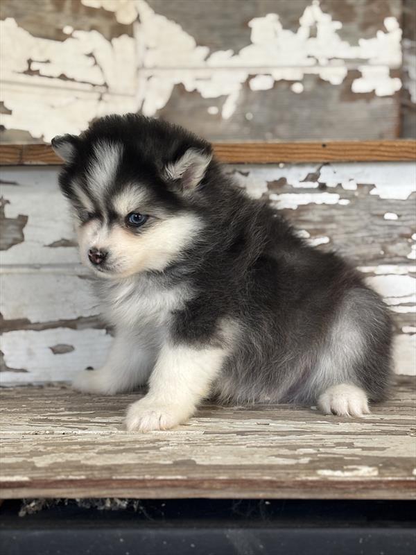 Pomsky Image #1