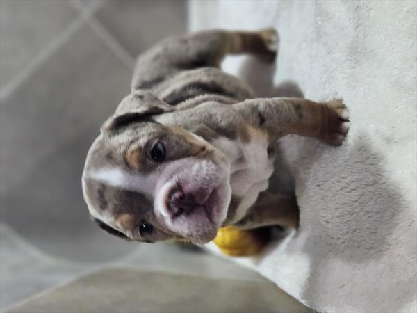 Beabull 2nd Gen Image #1