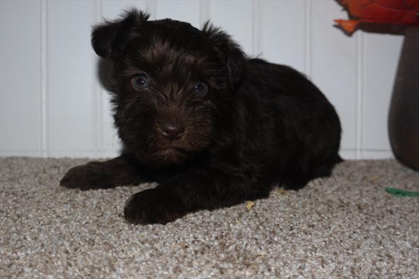 Mini Schnauzer Image #1