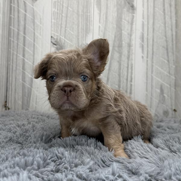 French Bulldog Image #1