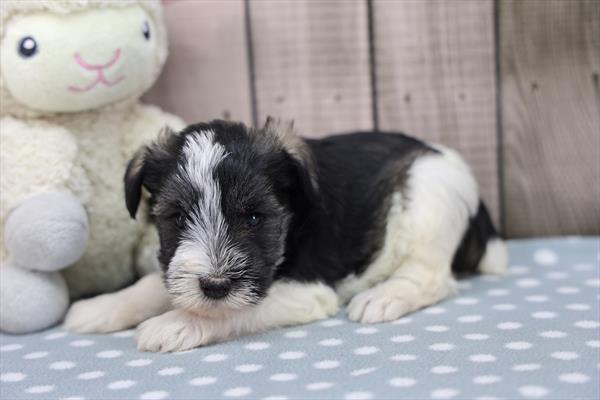 Mini Schnauzer Image #1