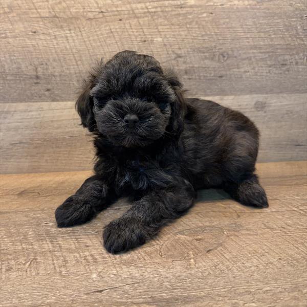 Mini Schnoodle Image #1