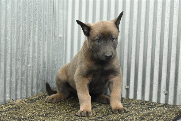 Belgian Malinois Image #1