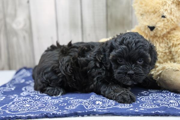 Shih-Poo Image #1