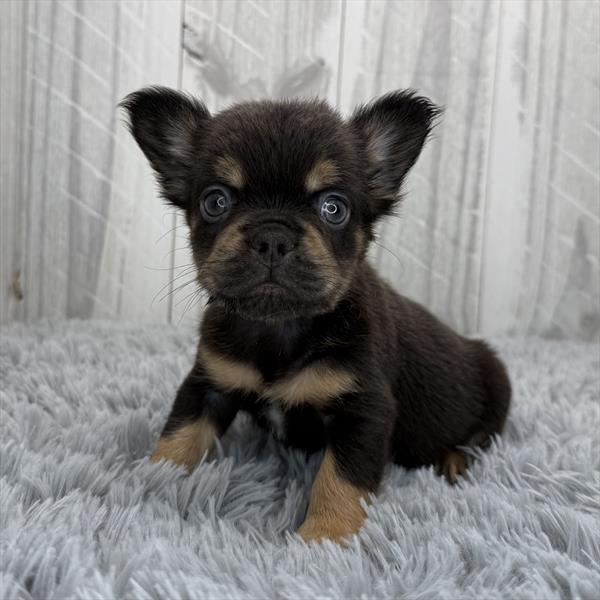 French Bulldog Image #1