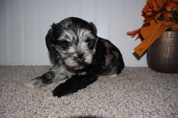 Mini Schnauzer Image #1