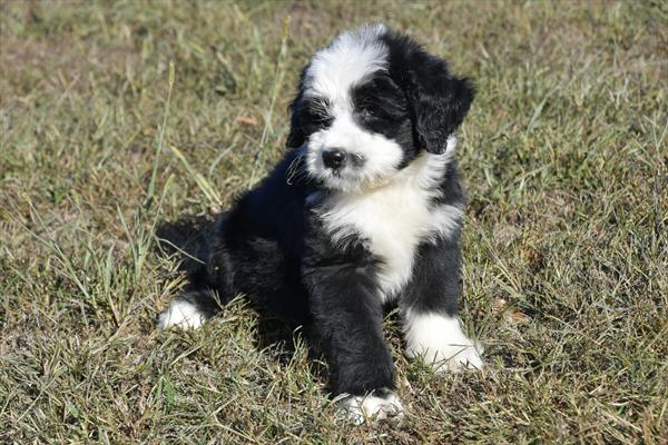 Old English Sheepdog/Bernese Image #1