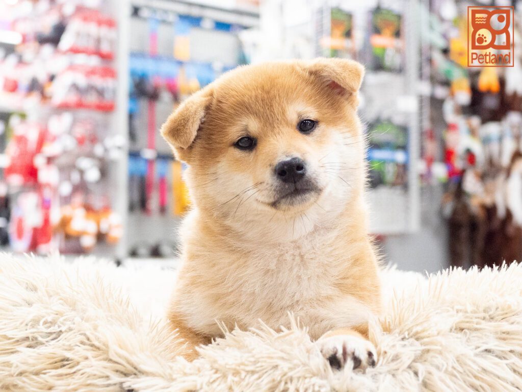 Shiba Inu Image #1