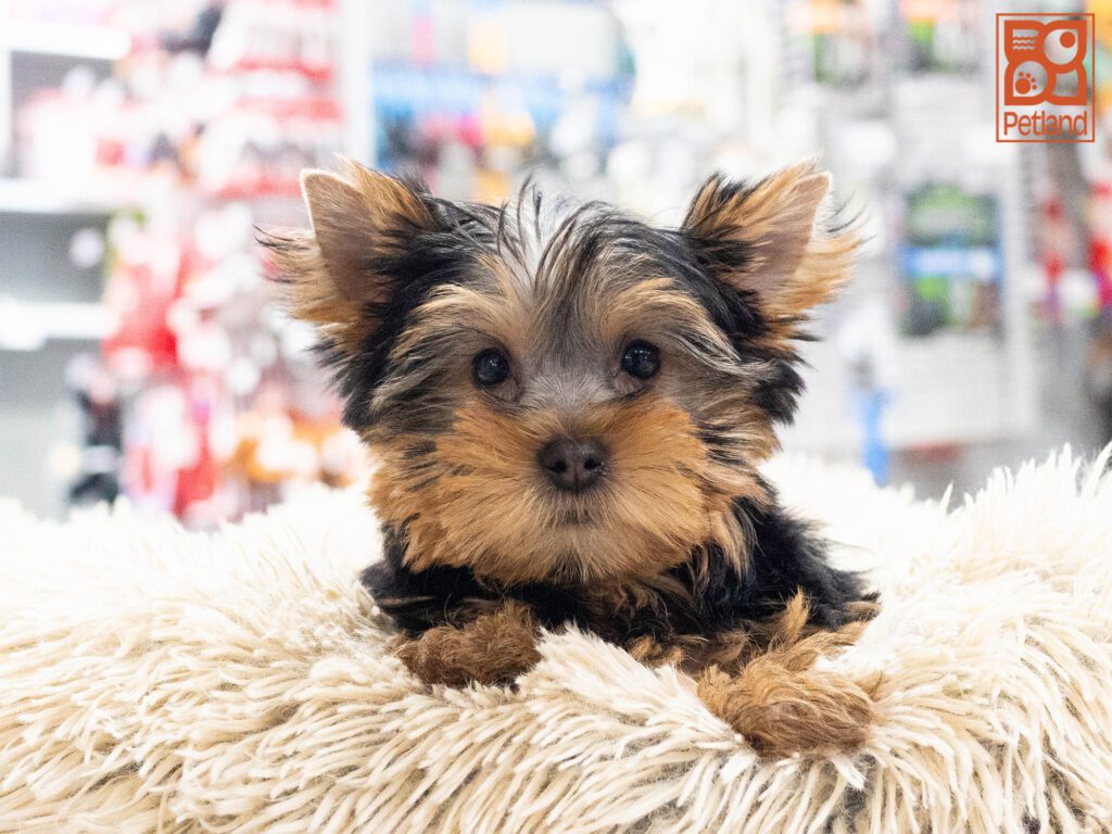 Yorkshire Terrier Image #1