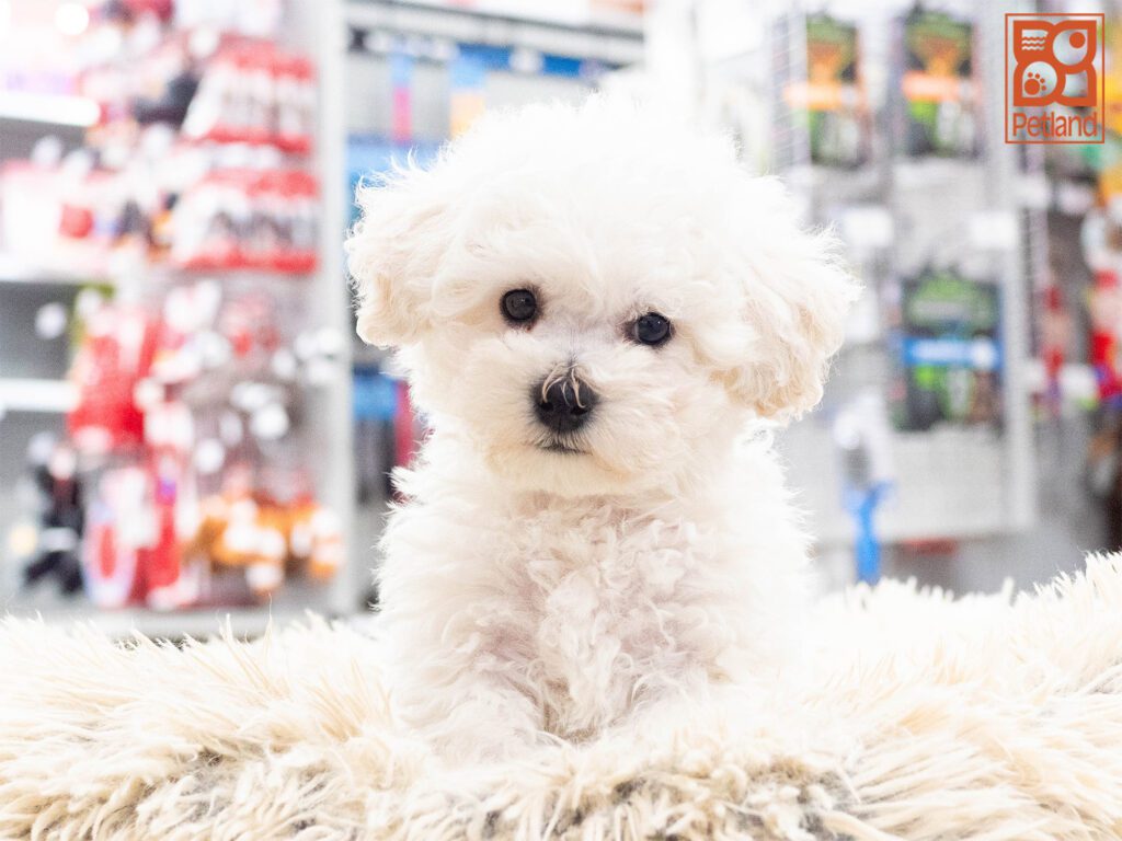 Bichon Frise Image #1