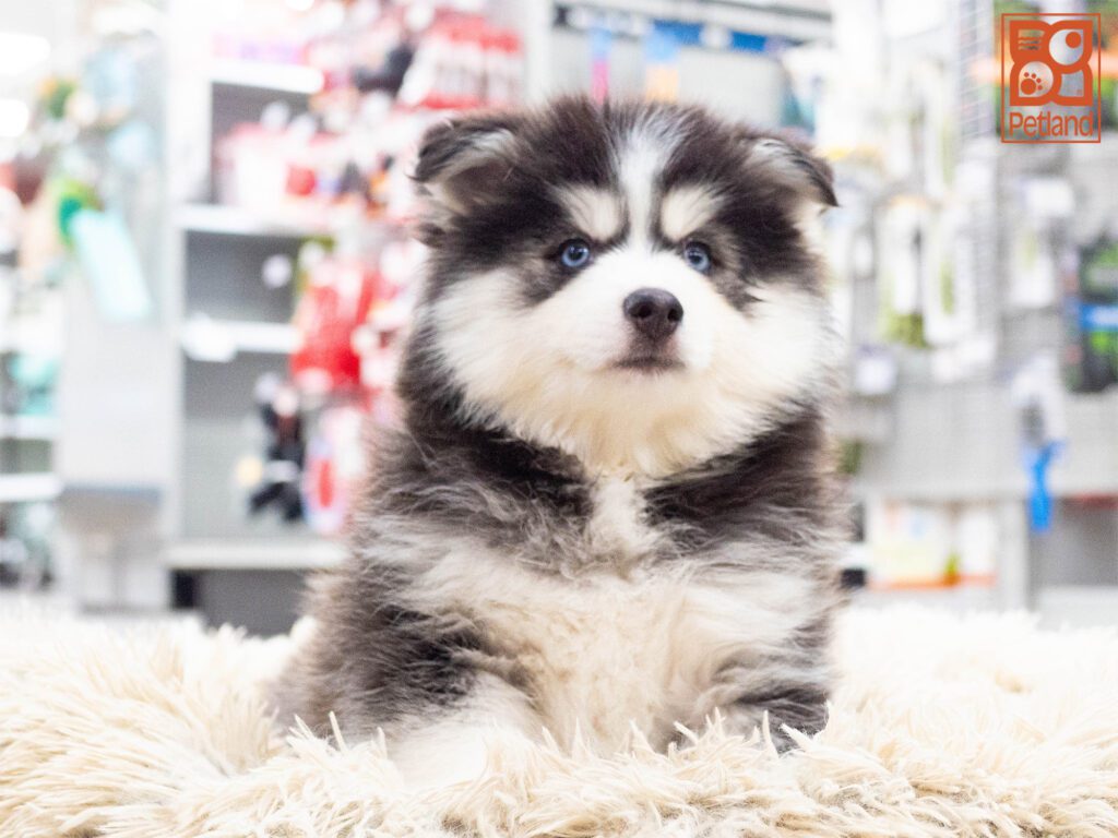 Pomsky Image #1