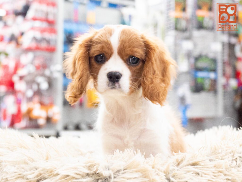 Cavalier King Charles Image #1