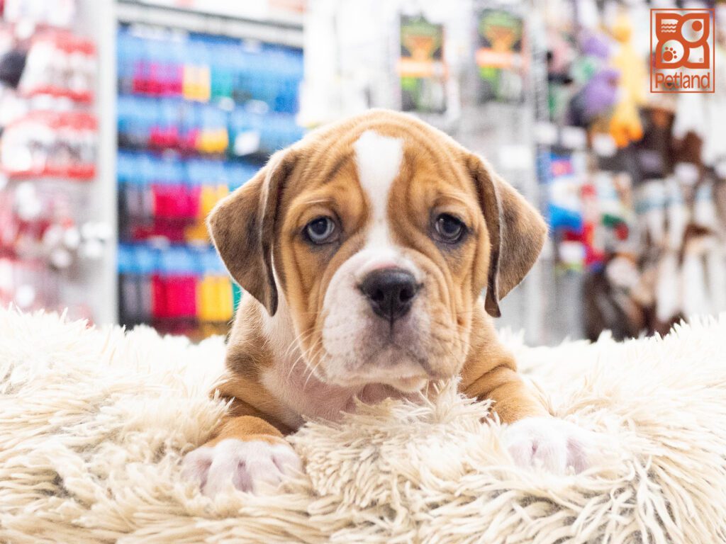 Beabull 2nd Gen Image #1