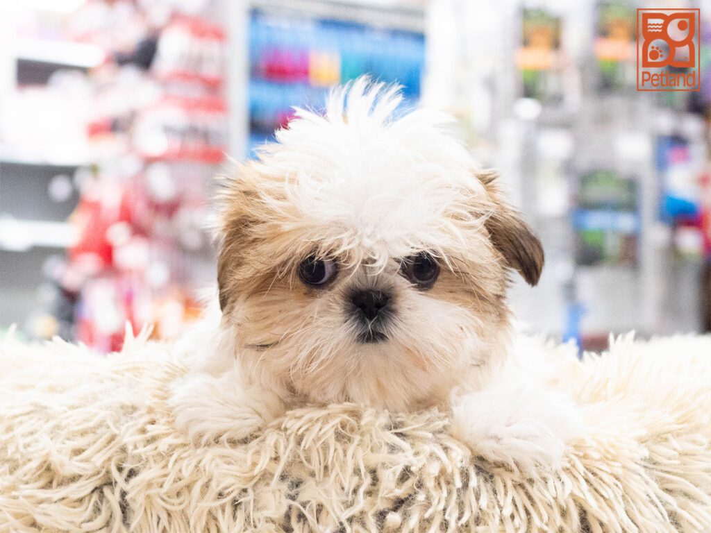 Shih Tzu Image #1