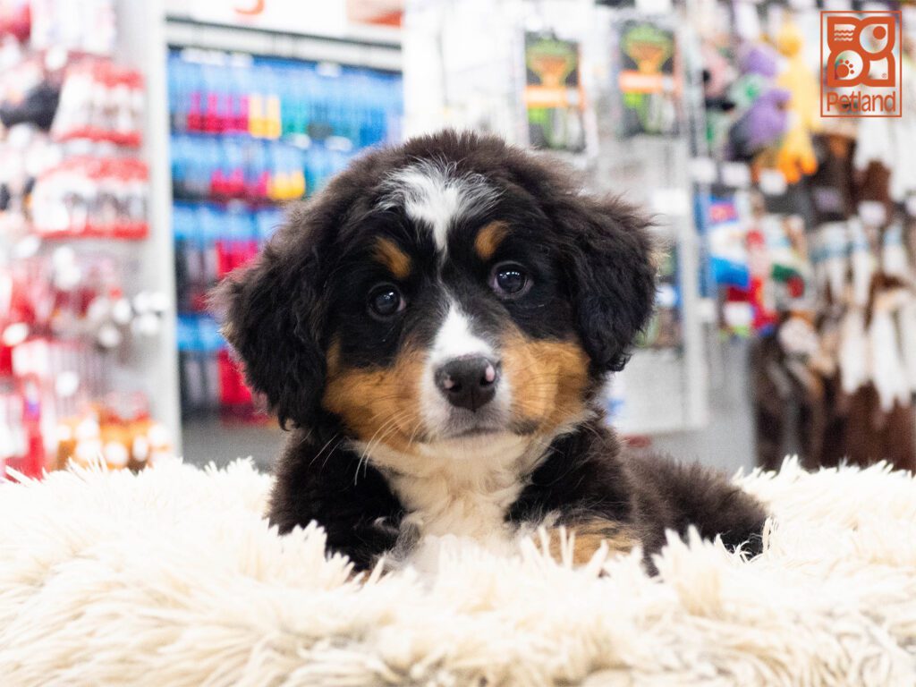 Bernese Mountain Dog Image #1