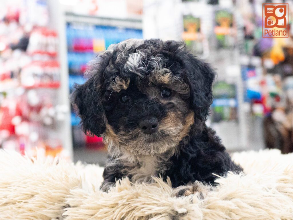 Mini Bernedoodle 2nd Gen Image #1