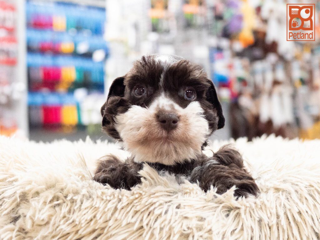 Mini Schnauzer Image #1