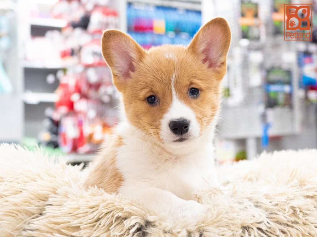 Pembroke Welsh Corgi Image #1