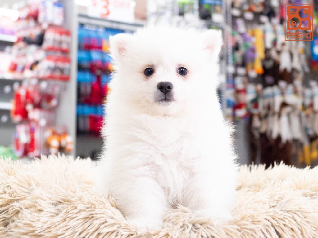 American Eskimo Image #1