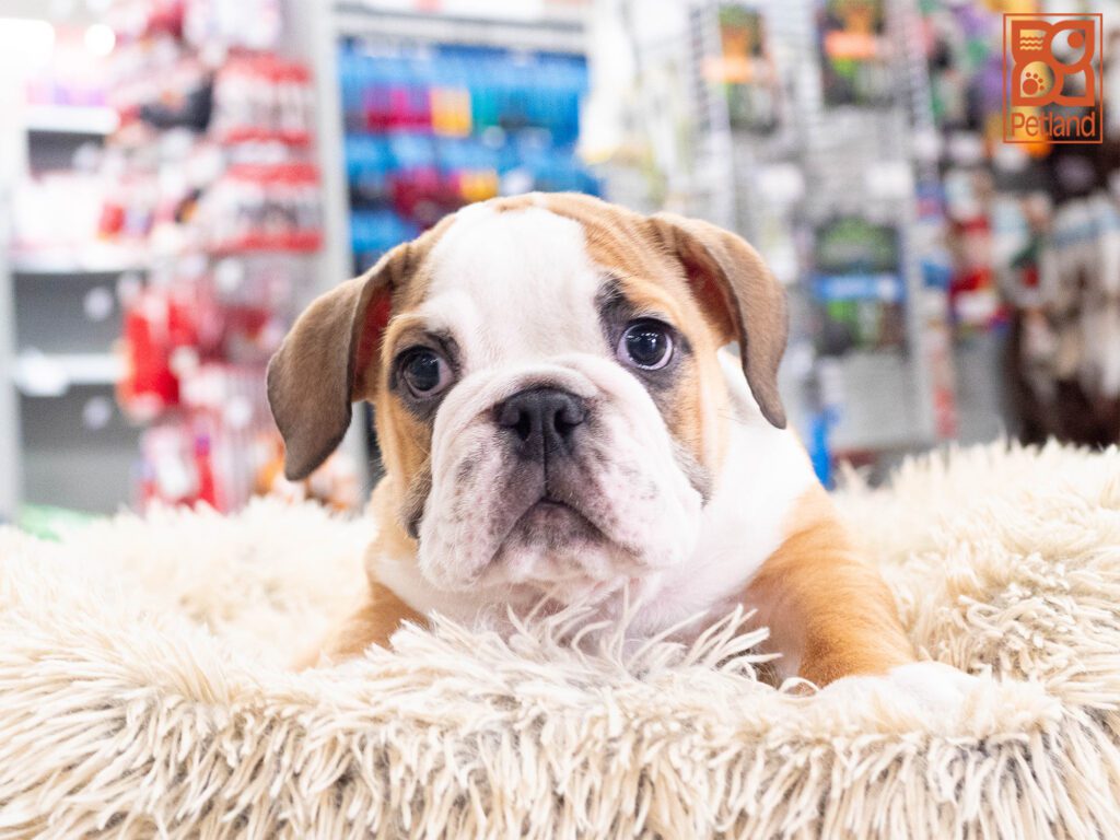 English Bulldog Image #1