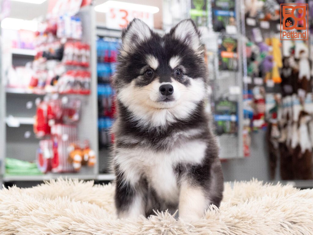 Alaskan Klee Kai Image #1