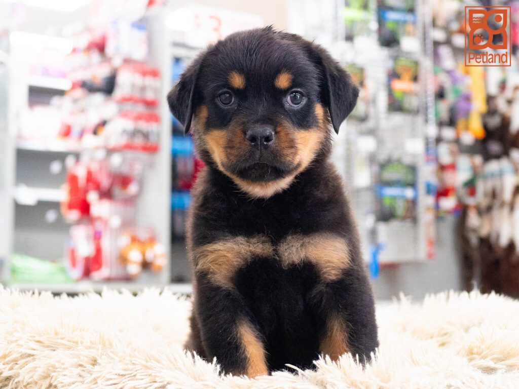 Rottweiler Image #1