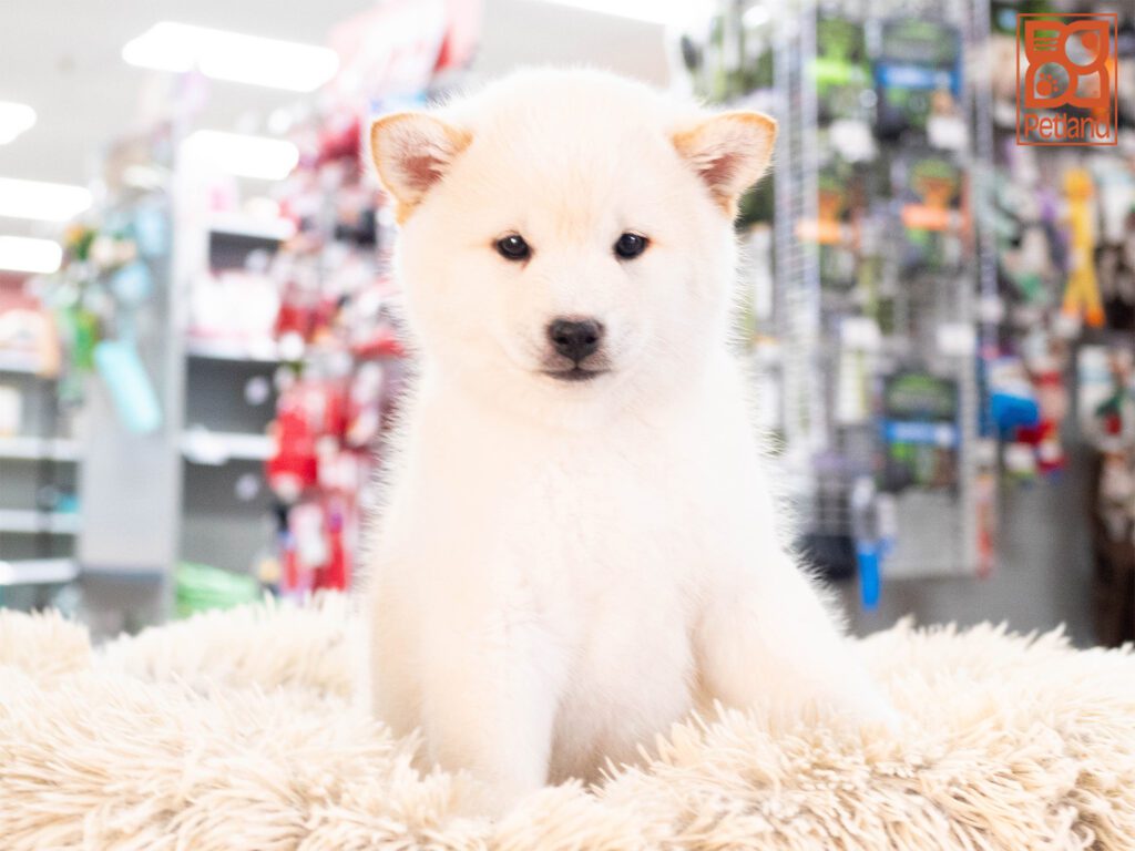 Shiba/Poodle Image #1