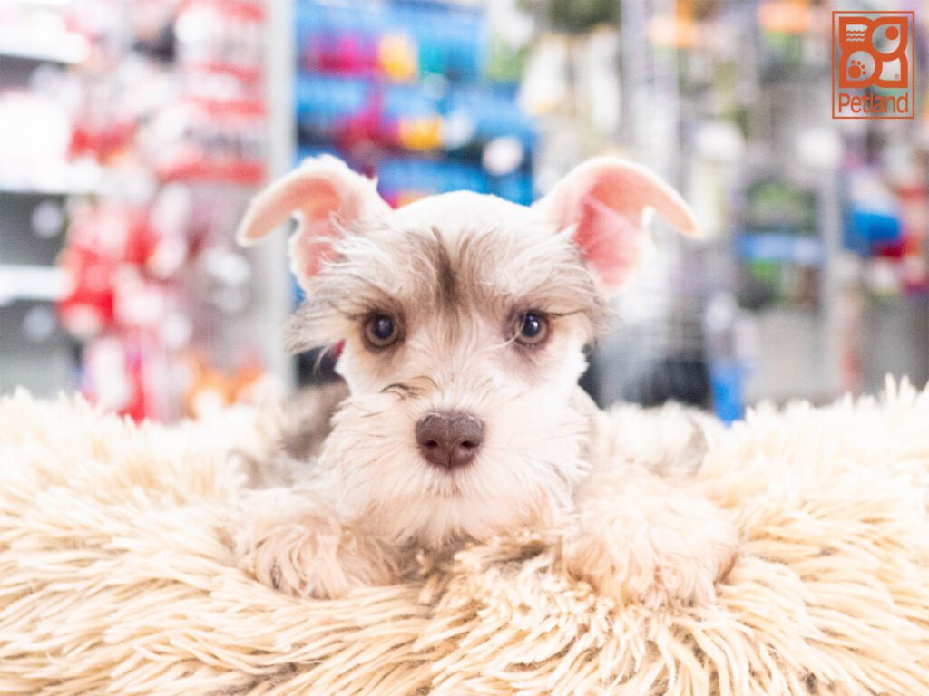 Mini Schnauzer Image #1