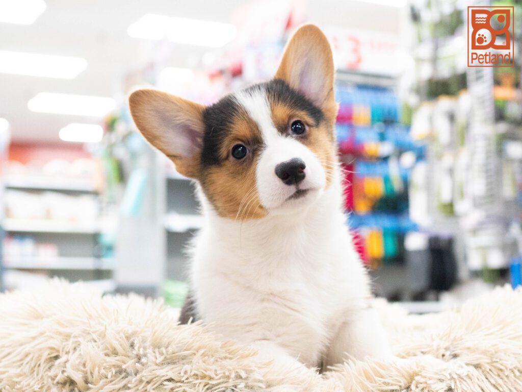 Pembroke Welsh Corgi Image #1