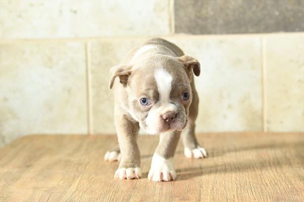 Boston Terrier Image #1