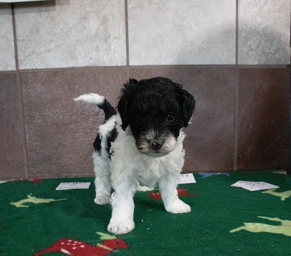 Mini Bernedoodle 2nd Gen Image #1