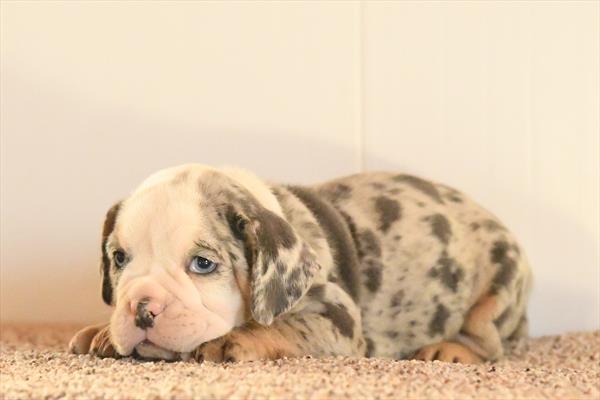 Beabull 2nd Gen Image #1