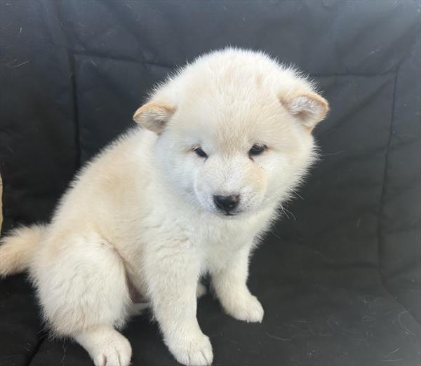 Shiba/Poodle Image #1