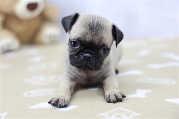 Pug Image #1