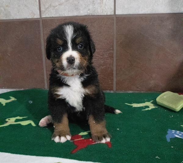 Bernese Mountain Dog Image #1