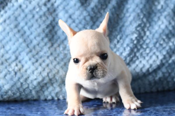 French Bulldog Image #1