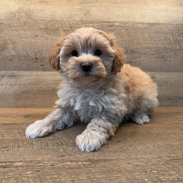 Mini Schnoodle Image #1