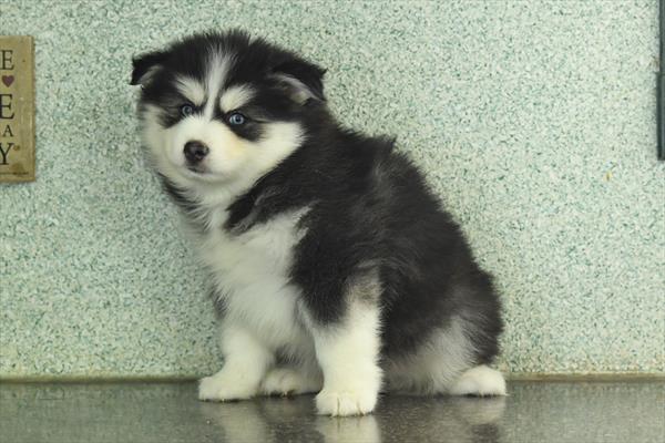 Pomsky Image #1