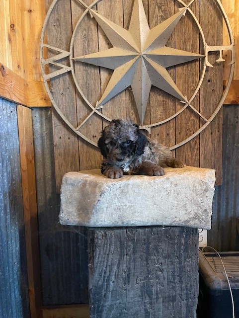 Mini Goldendoodle 2nd Gen Image #1