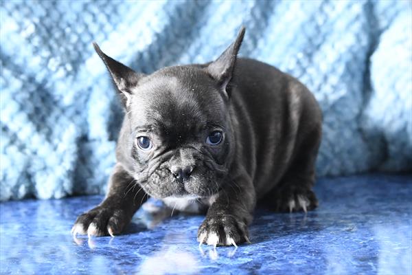 French Bulldog Image #1