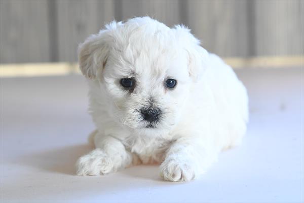 Bichon Frise Image #1