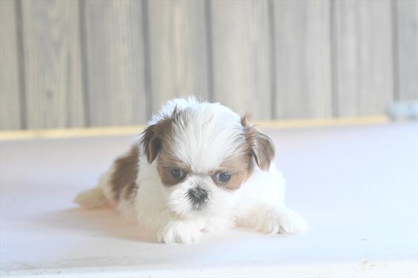 Shih Tzu Image #1