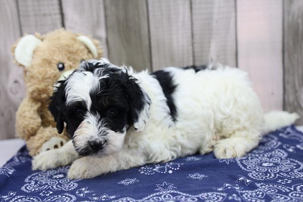 Mini Bernedoodle 2nd Gen Image #1